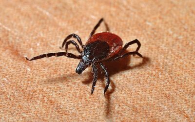 Lyme Disease Clinical Practice Pearls